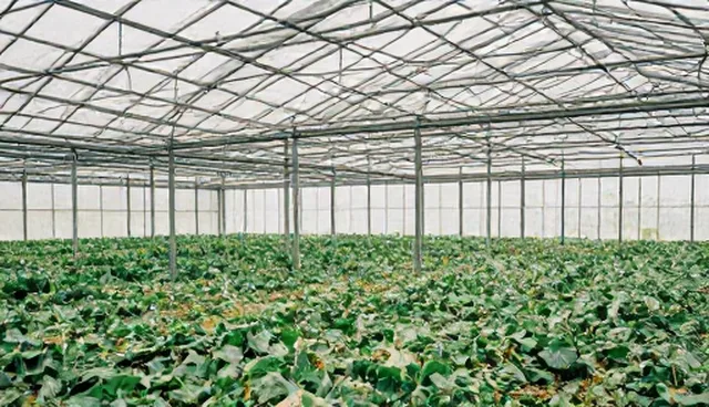展示产品的使用建议与维护要点分析